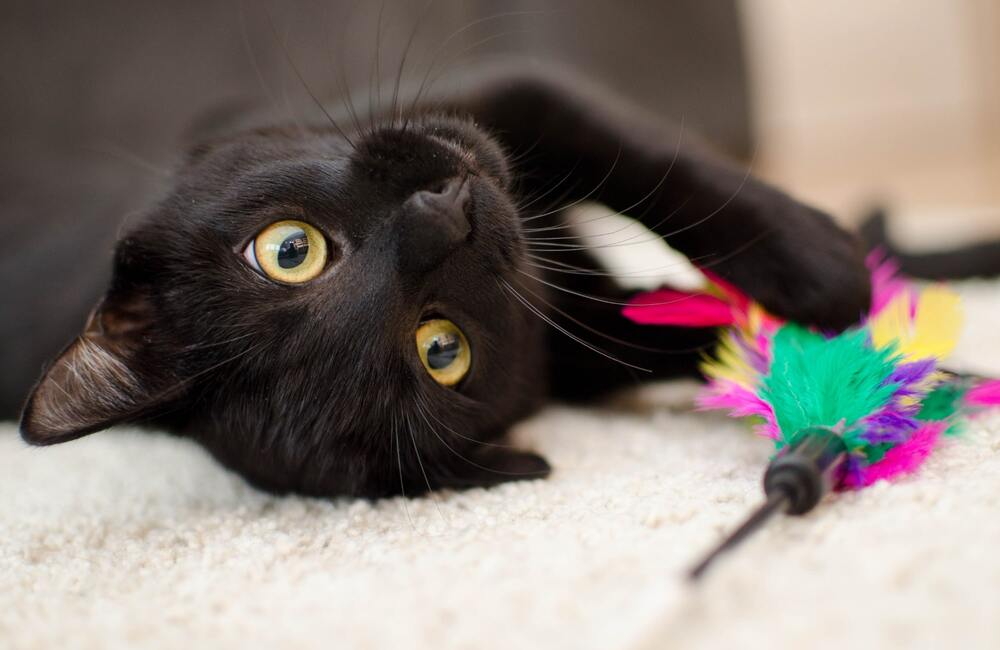 5 astuces pour occuper son chat pendant le confinement - Stan.bio