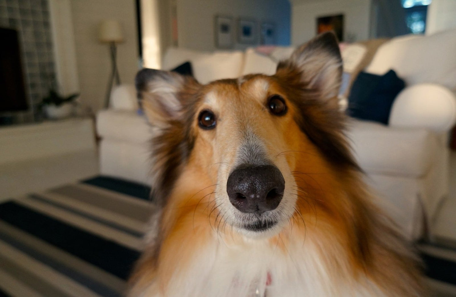 5 astuces pour occuper son chien - Stan.bio