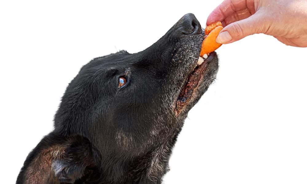 Un chien noir est entrain de manger un demi abricot donné par une main qui vient du coin haut à droite de l'image. Le chien croque dans le fruit pour se nourrir.