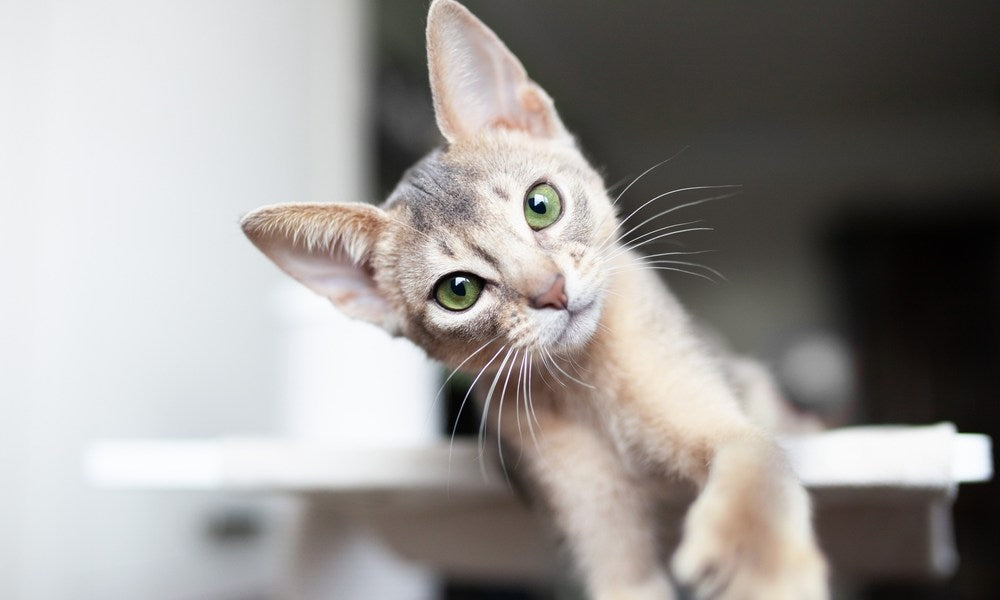 Un chat de race Abyssin aux grandes oreilles est au centre de l'image, en gros plan. Le félin aux yeux verts, regarde l'objectif. Le fond est flou.