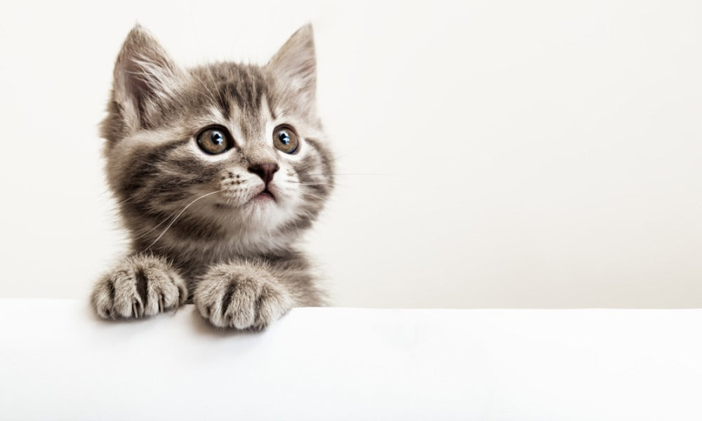 Un chaton tigré dépasse la tête et ses deux pattes d'un meuble blanc. Il vient de se faire accueillir et est très curieux, il semble découvrir la maison. Il regarde vers le haut, à droite de l'image. Le fond est blanc, un peu plus foncé que la table.