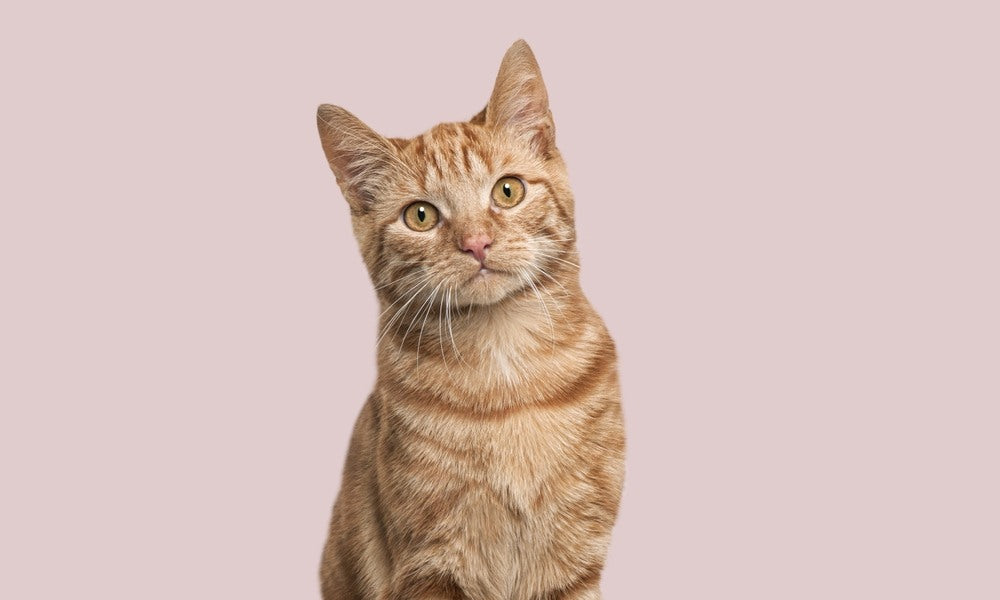 Un magnifique petit chat roux est au centre de l'image, il regarde l'objectif. Il semble être un chaton mais nous ne savons pas quel age à ce chat en âge humain. Le fond est rose.