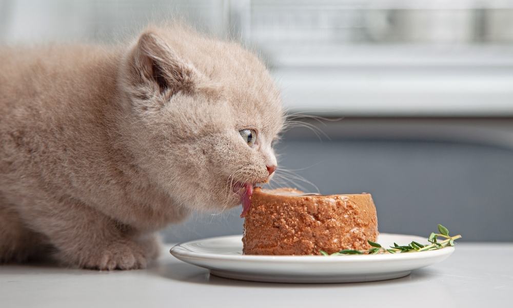 Alimentation du chat : les conseils des vétérinaires