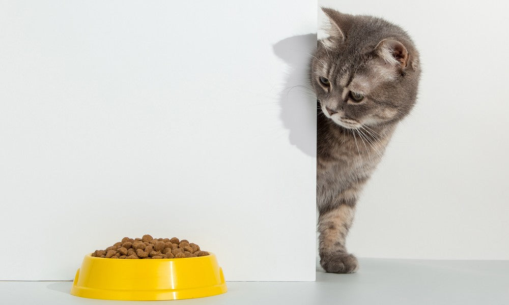 Des croquettes sont dans un bol jaune, un chat gris regarde son alimentation naturelle. Il sort de derrière un mur blanc.
