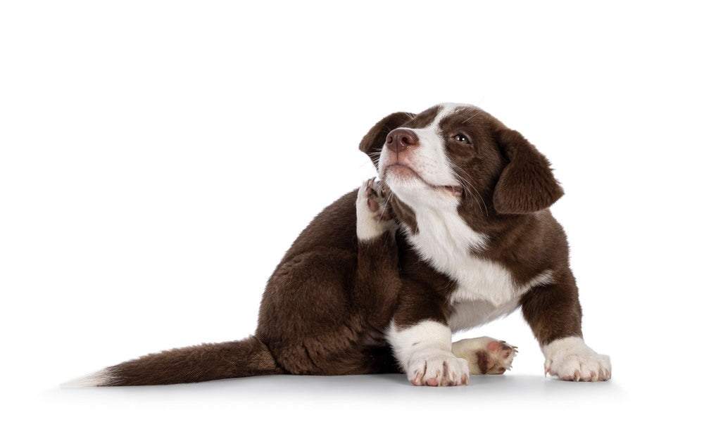 Un magnifique chiot est au centre de l'image. Il a une allergie pour chien et donc se gratte avec sa patte arrière car il est allergique. Le fond est blanc.