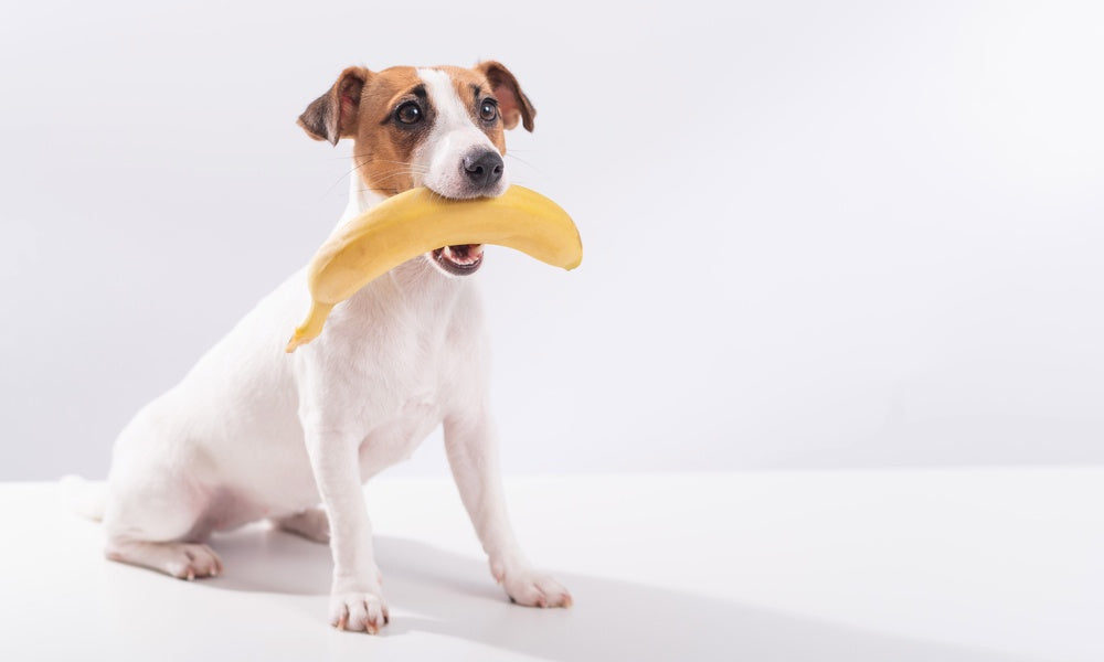 Une banane jaune est tenue dans la bouche d'un chien, un Jack Russell beige et blanc. Il est au centre de l'image, le fond est blanc.