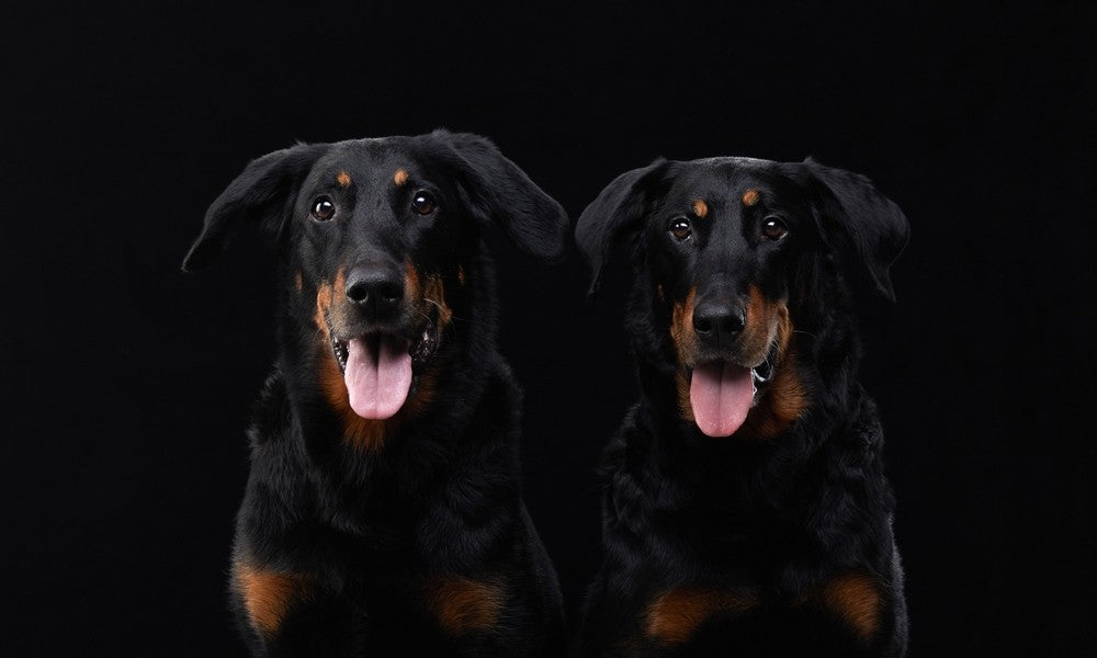 Deux chiens de race beauceron noir et feu sont au centre de l'image. Le bas rouge tirent la langue et regardent l'objectif.