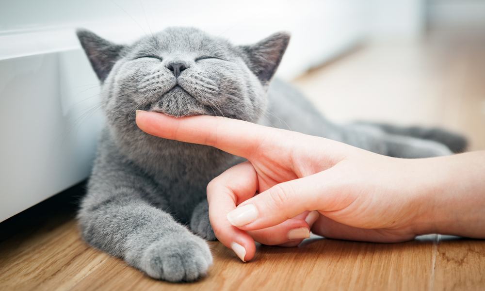 Un chat british shorthair bleu se fait gratter le menton par le doigt d'une femme. Il a l'air très heureux. Le fond est flou.