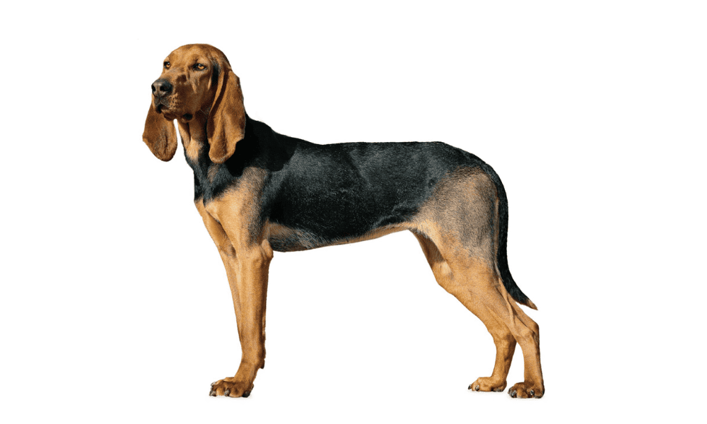 Un magnifique chien de race Bruno du Jura est au centre de l'image debout sur ses quatre pattes. Le chien de couleur noir et feu regarde vers la gauche de l'image. Le fond est blanc.