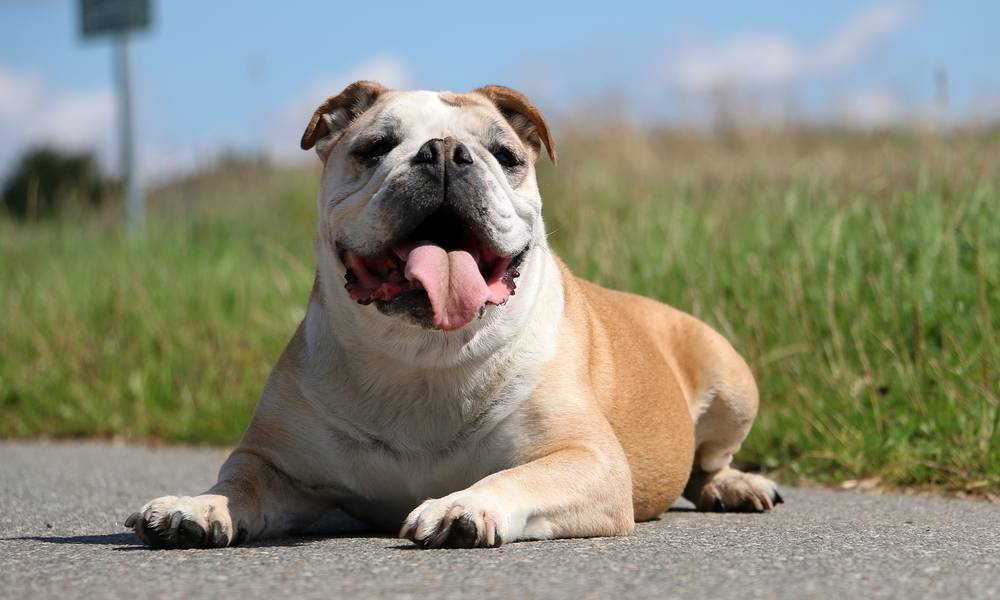 Le Bulldog Continental : comprendre cette race de chien –