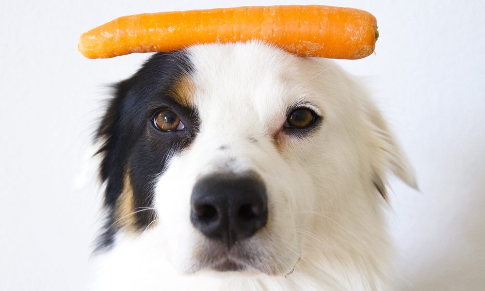 Une carotte est sur la tête d'un chien. Le chien de race berger australien regarde l'objectif. Le fond est blanc.