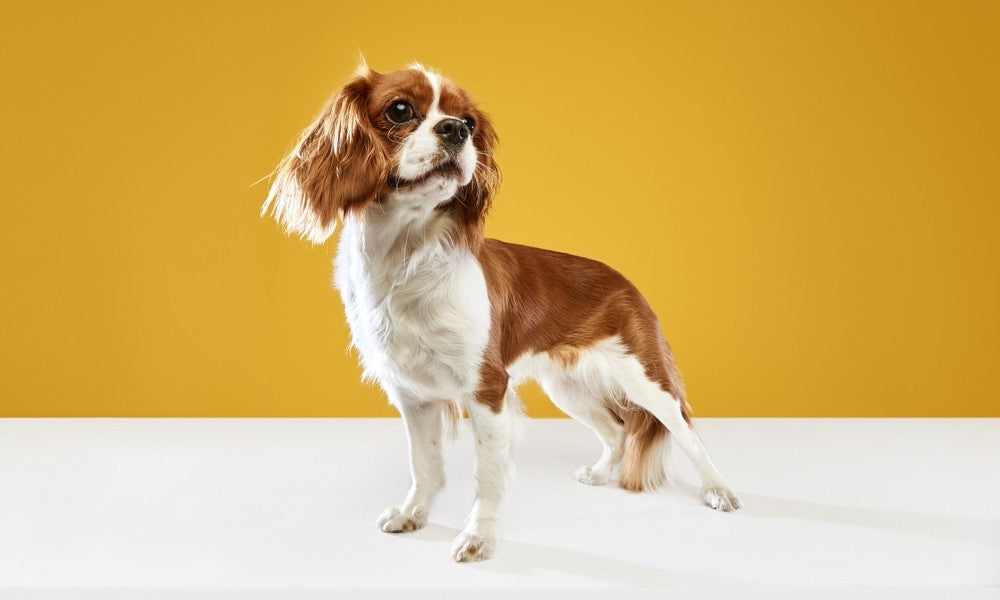 Un très beau chien anglais de race cavalier king charles spaniel est debout au centre de l'image. Le magnifique chien marron et blanc regarde vers la droite. Le fond est jaune et blanc.