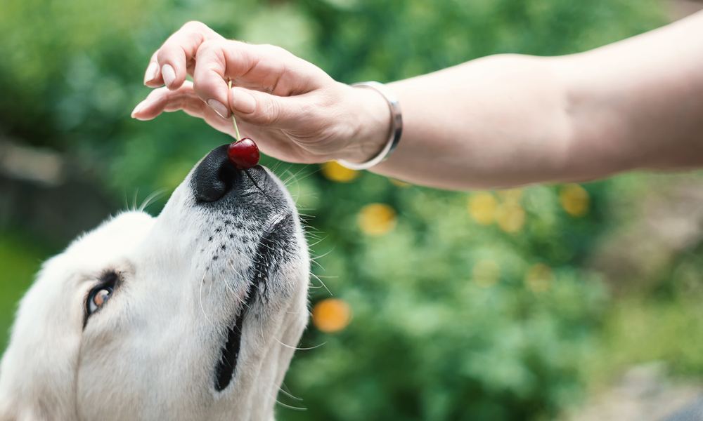 Un chien blanc sent et veut manger des cerises. Une main au dessus de lui, tend la cerise pour qu'il la mange.