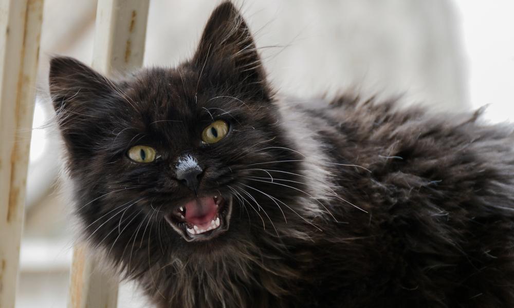 Un chat agressif noir aux poils long est au centre de l'image. Le félin semble feuler et en colère. Il regarde l'objectif avec la bouche grande ouverte.