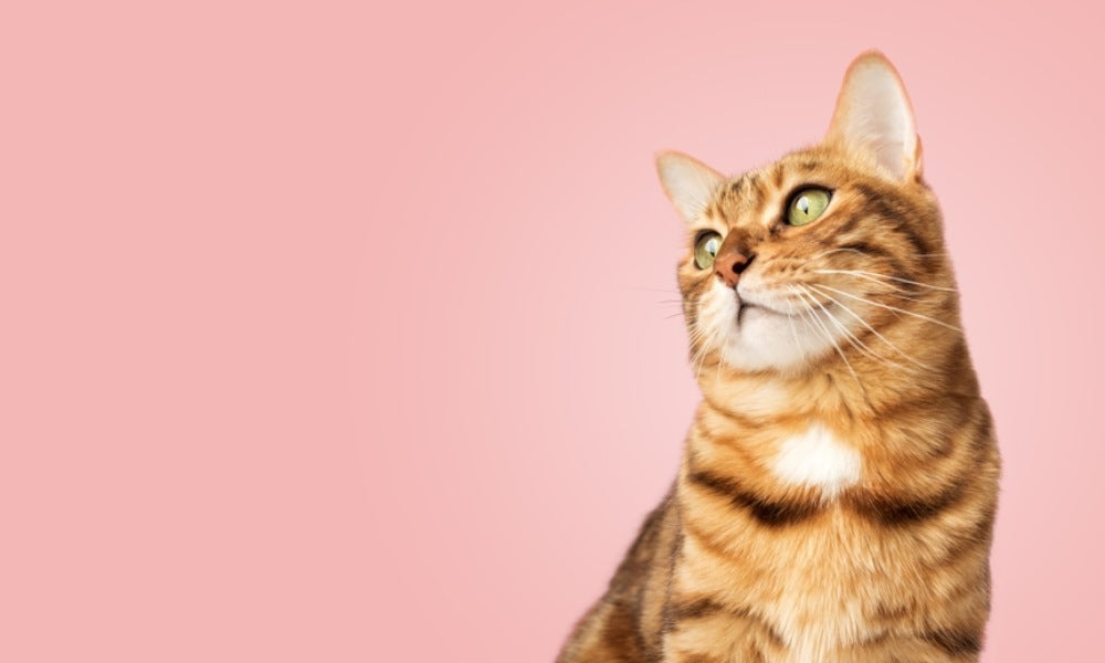 Un chat bengal de race est sur la droite de l'image. On le voit en contre plongée, il regarde vers la gauche. Le fond est rose.