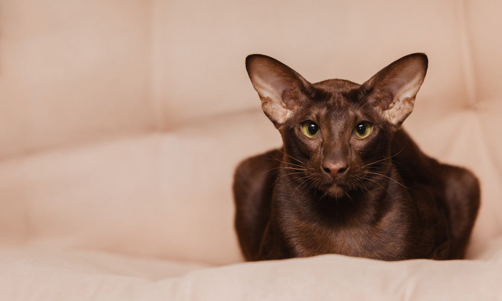 Un chat hypoallergenique aux grandes oreilles de race oriental shorthair est au centre droit de l'image. Le félin regarde l'objectif.