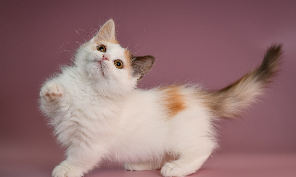 Un chat munchkin blanc est au centre de l'image, il a l'air de jouer et de s'amuser. Le fond est rouge pourpre.
