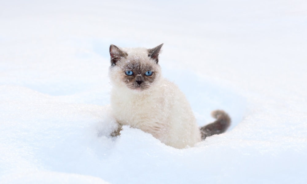 Un très beau chat de race siamois croisé exotic shorthair est au centre de l'image. Il a de beaux yeux bleus. Il est dans de la neige, il a l'air heureux.
