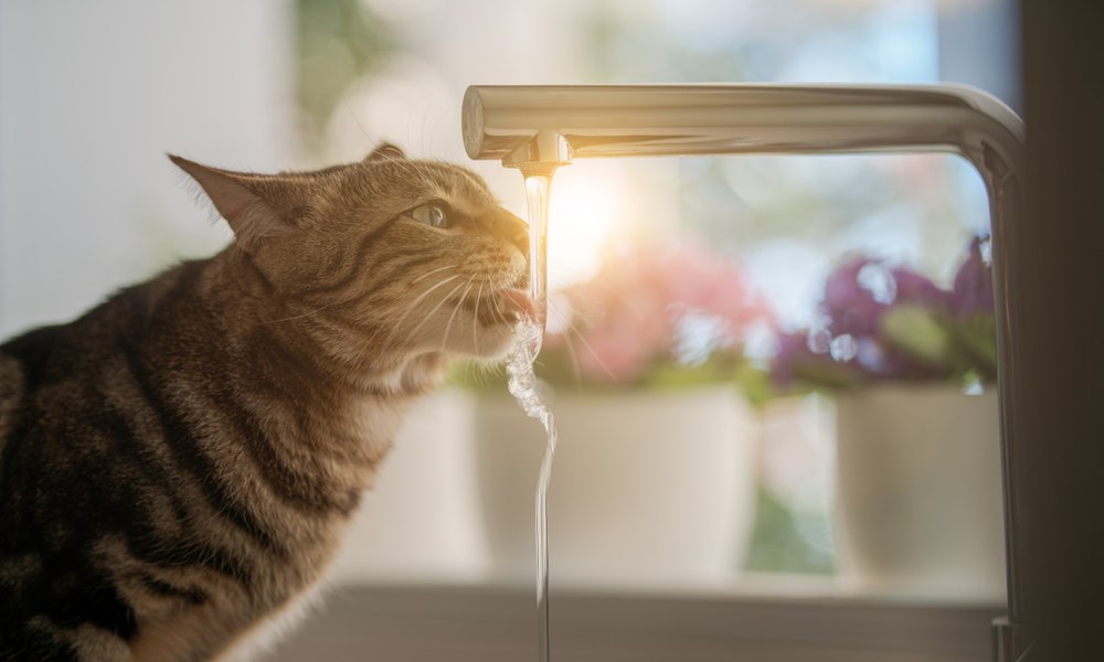 Un chat qui boit beaucoup d'eau pour s'hydrater. Il boit un fillet d'eau sortant d'un robinet. Le chat est tigré, le fond est flou.