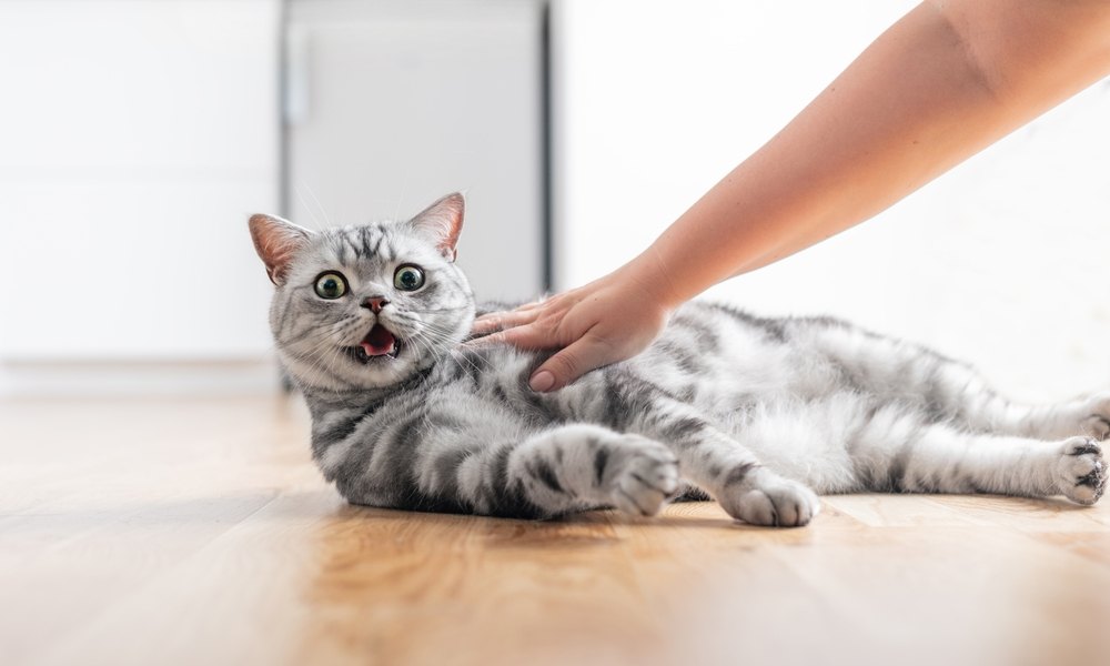 Un chat anglais qui miaule est allongé sur le sol et une main venue de la droite le caresse.