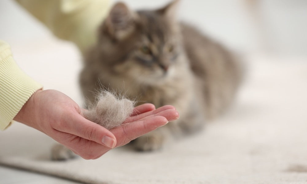 Un chat qui perd ses poils est flou en l'arrière plan. Au premier plan, une main de femme tient une boule de poils que ce chat perd. Le fond est flou.