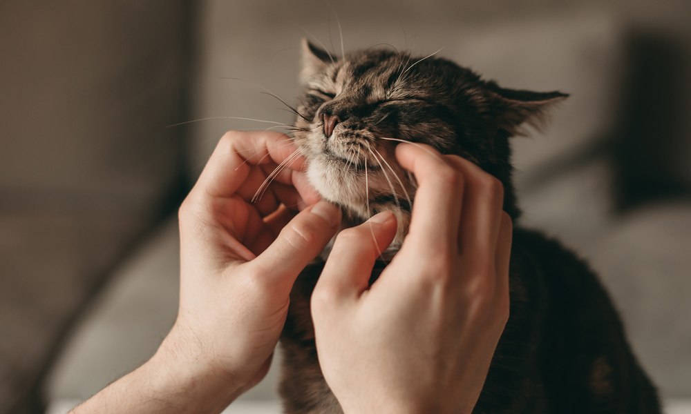 La Ronronthérapie : que signifie un chat qui ronronne ? –
