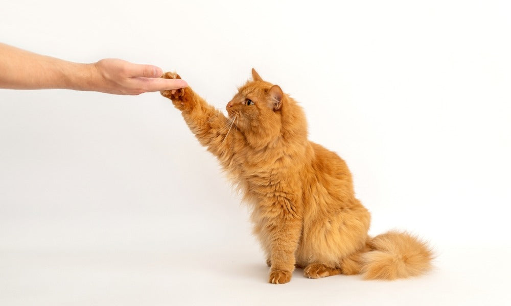 Un chat sibérien roux de race est au centre de l'image, il tend la patte vers une main sur la gauche de l'image. Le fond est blanc