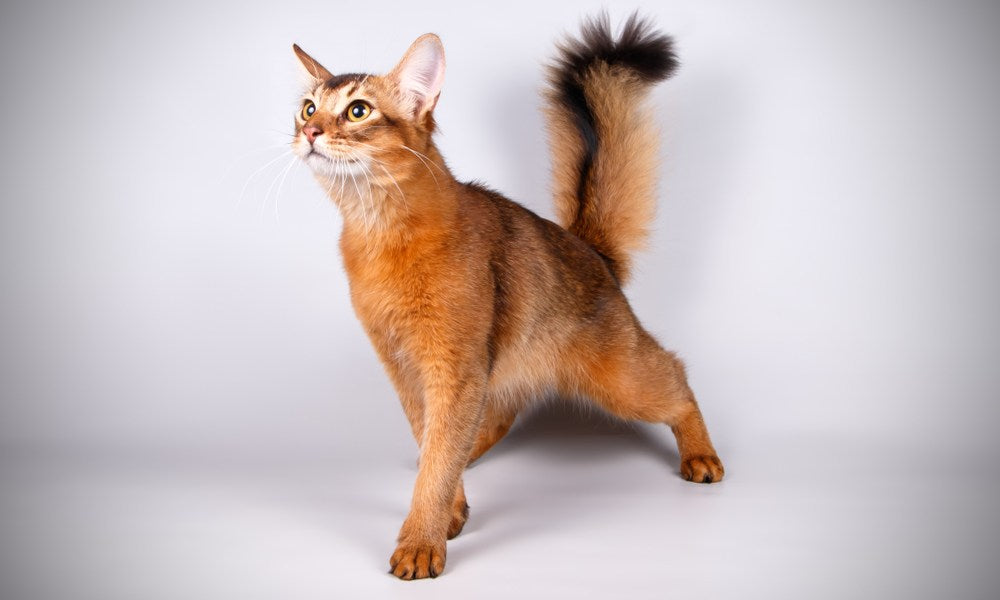 Élégant chat somali roux en position debout sur fond gris clair, queue dressée à bout noir et regard alerte vers le haut