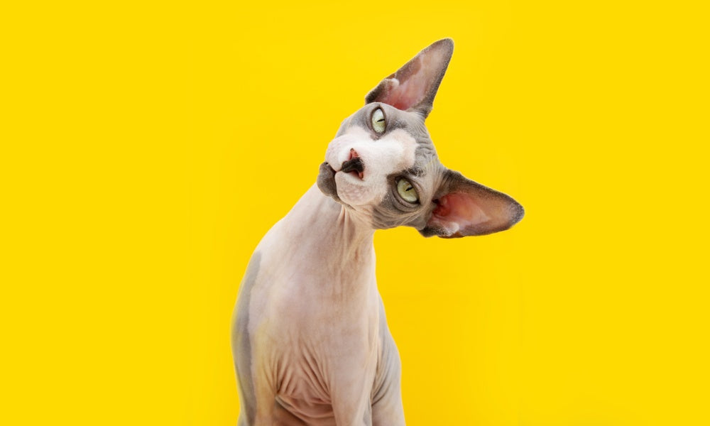Un chat de race sphynx blanc et gris, sans poils est au centre de l'écran. Il penche la tête vers la droite. Le fond est jaune.