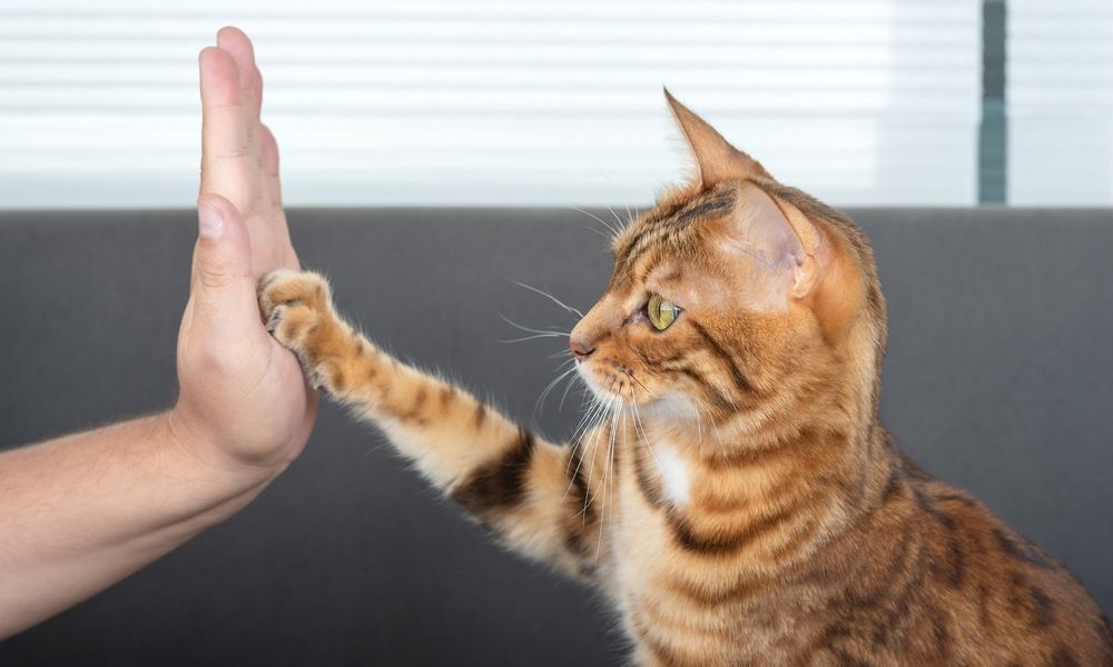 Un chat tigré est au centre droit de l'image. Il tend la patte droite pour taper dans la main d'un homme surement. Il a les yeux jaunes et le fond est flou.