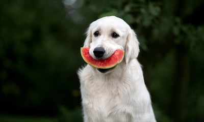 Peut-on donner de la pastèque à son chien ?
