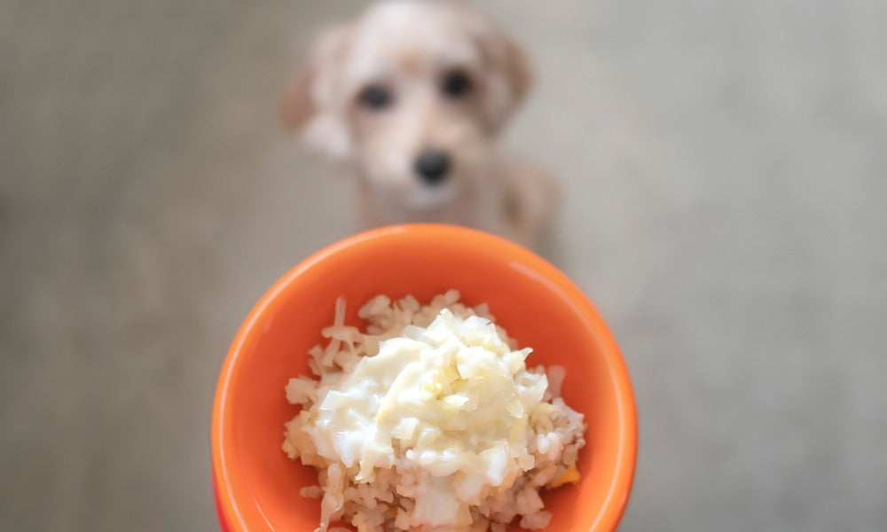 Une gamelle orange remplie de riz est en premier plan. Au second plan qui est flou, un petit chien regarde a gamelle.