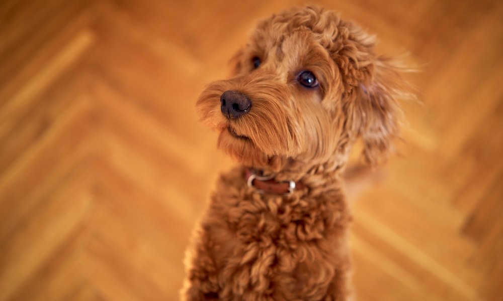Un très beau chien de race cockapoo adulte au regard attendrissant avec pelage bouclé brun et collier assis sur le parquet