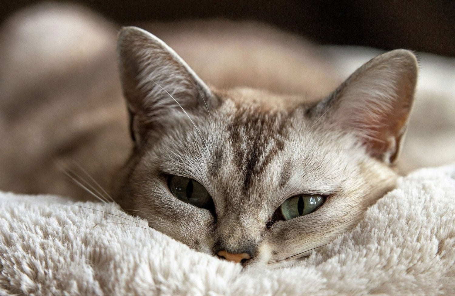 Comment bien choisir les croquettes de mon chat ? - Stan.bio