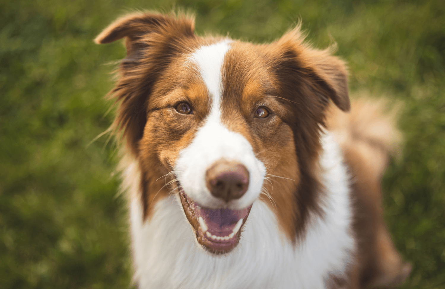 Comment bien choisir les croquettes de mon chien ? - Stan.bio