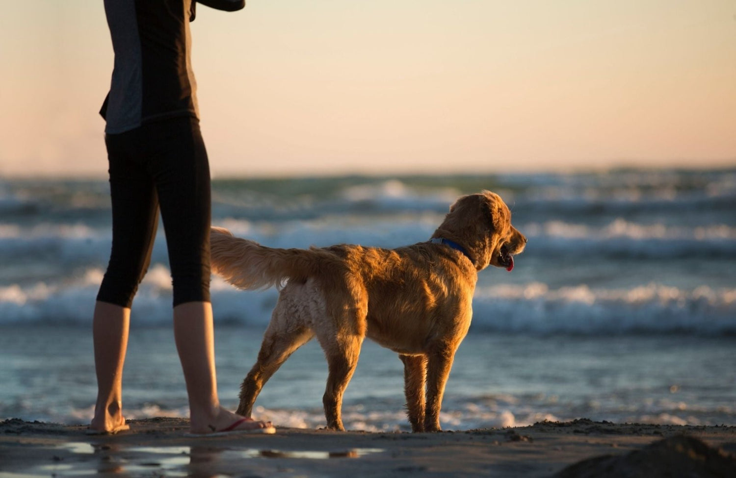 Comment bien hydrater son chien et son chat ? - Stan.bio