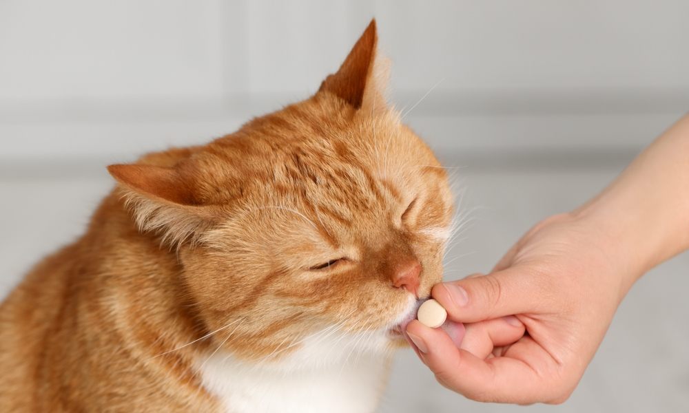 Un chat roux reçoit un comprimé délicatement donné à la main, illustrant comment donner un médicament à un chat en douceur.
