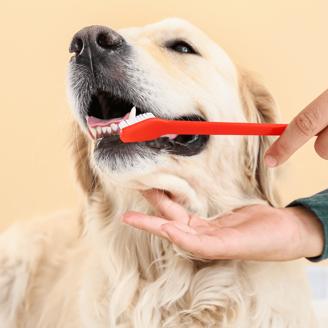 Comment lutter contre la mauvaise haleine de votre animal ? - Stan.bio