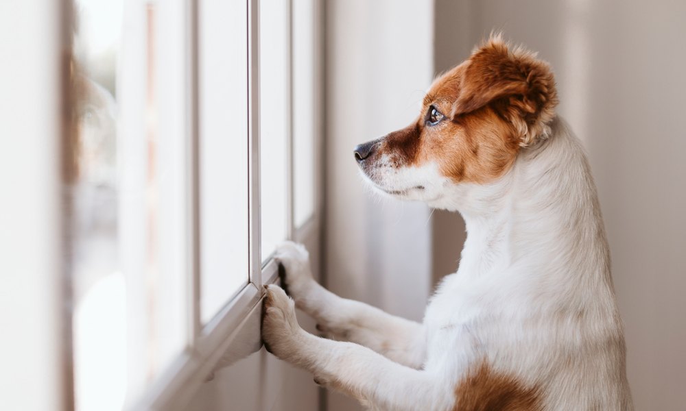 Un chien blanc et beige cherche à comment s'occuper car il est seul. Il regarde par la fenêtre l'extérieur en posant ses pattes sur le rebord.