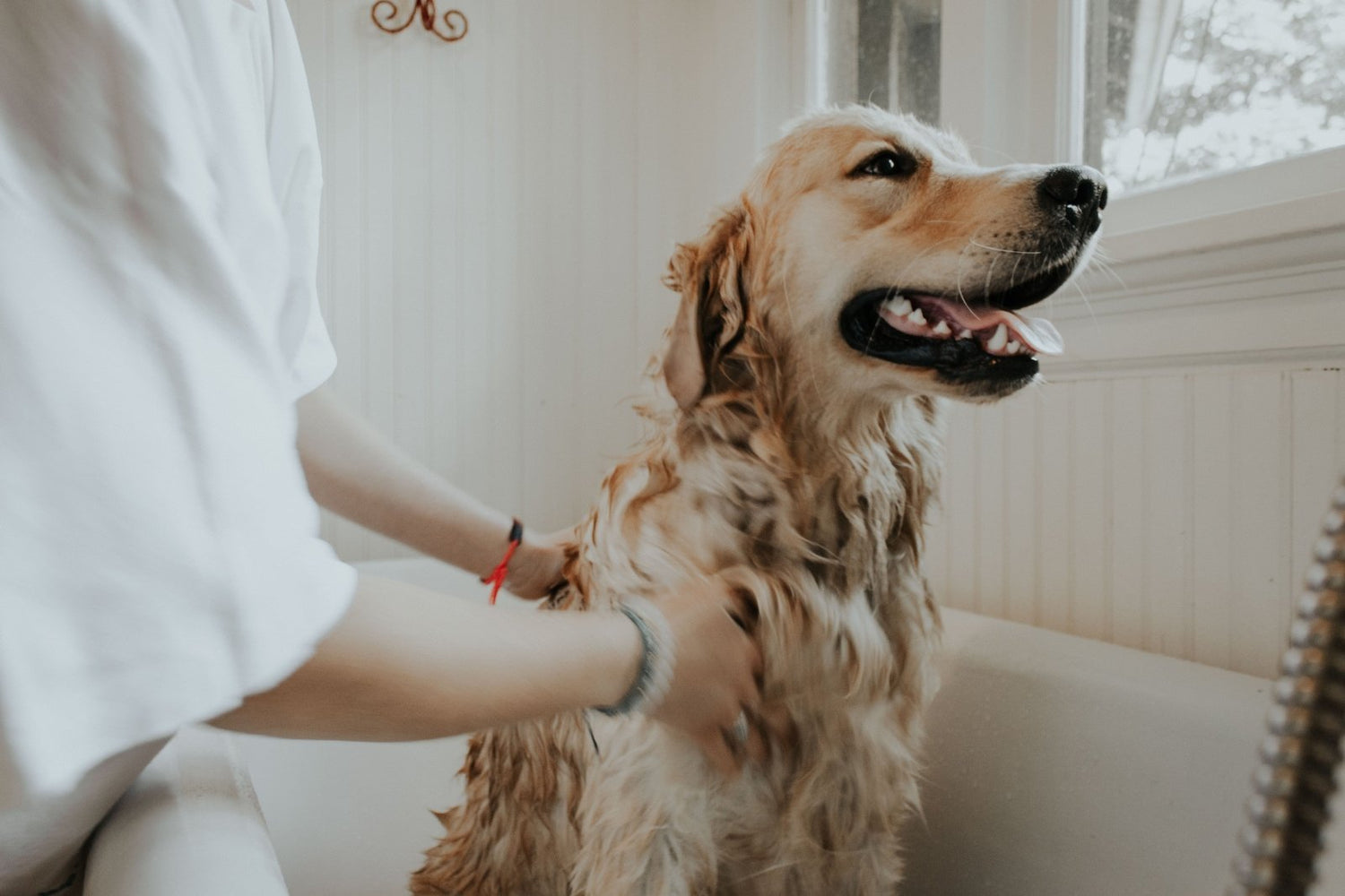 Comment toiletter son animal ? - Stan.bio