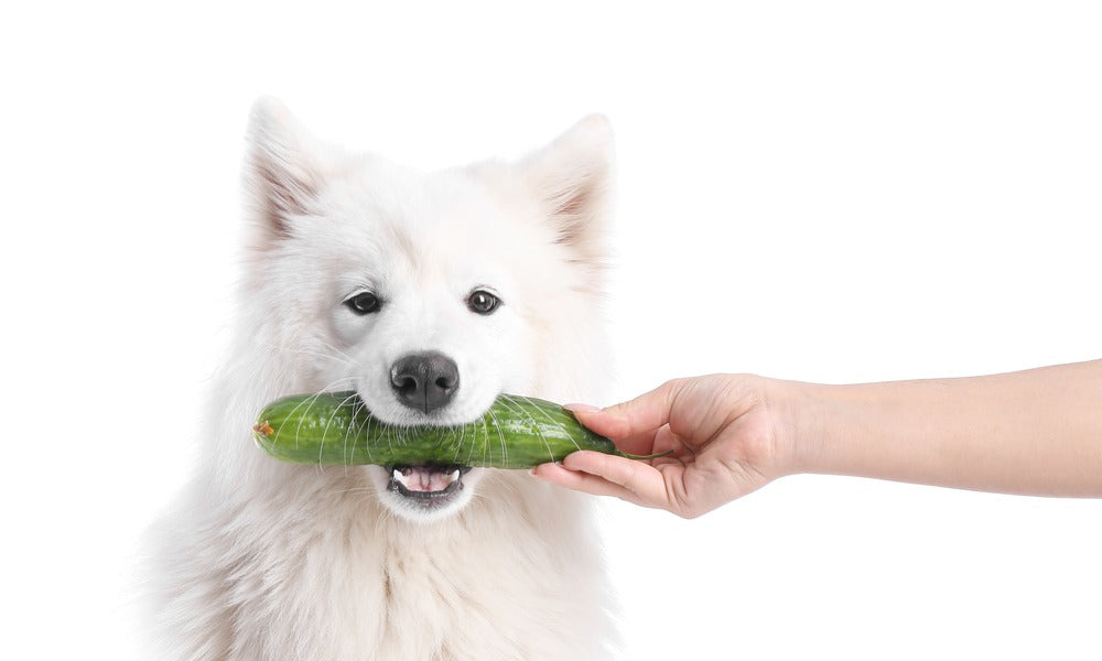 Beau Samoyède blanc acceptant un concombre frais tendu par une main, un légume hydratant idéal pour ce chien sur fond blanc