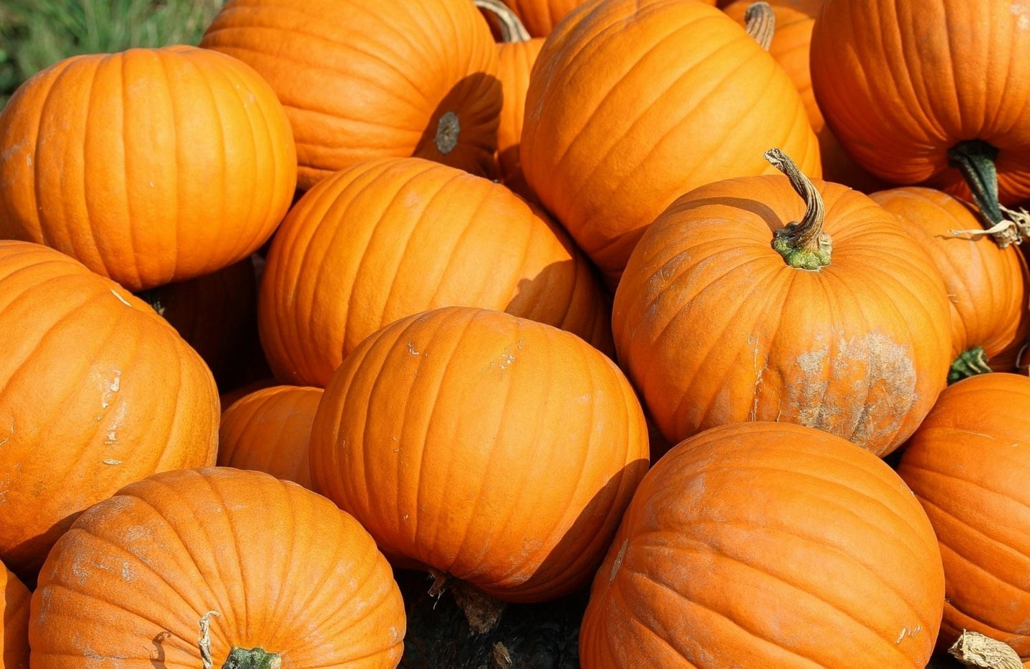 Connaissez-vous les bienfaits de la citrouille ? - Stan.bio