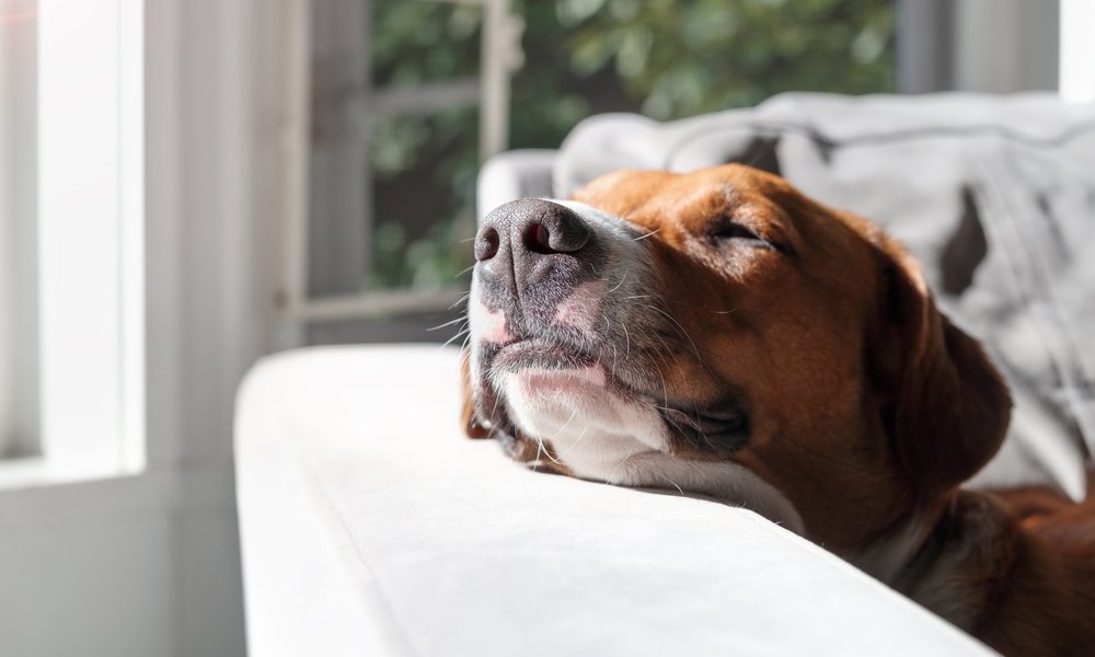 La constipation touche un chien marron. Il a la tête posée sur le rebord d'un canapé. Il a l'air triste.