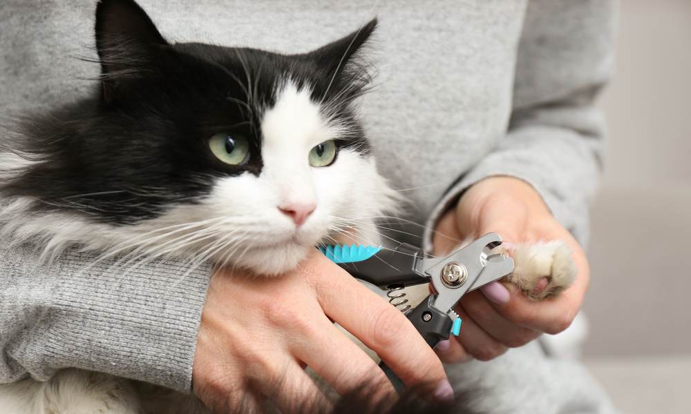 Une femme utilise un coupe griffe pour chat, pour raccourcir les griffes de son chat. Le chat possède un poils long : blanc et noir, avec des yeux verts.