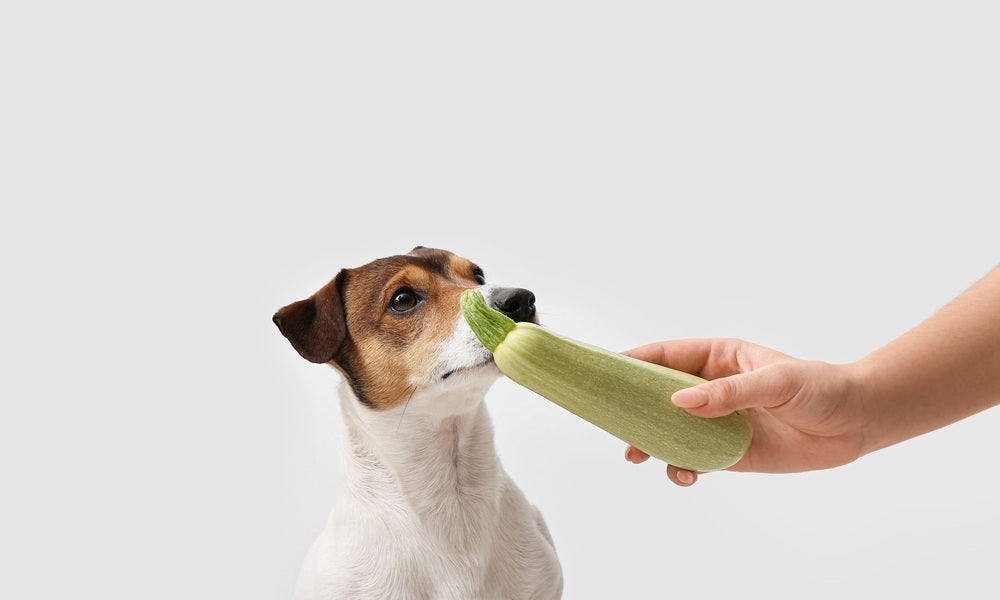 Un chien de race Jack Russell est au centre de l'image. Une main de femme blanche tient une courgette et la tend vers le chien, comme pour lui donner à manger. Le fond est blanc.