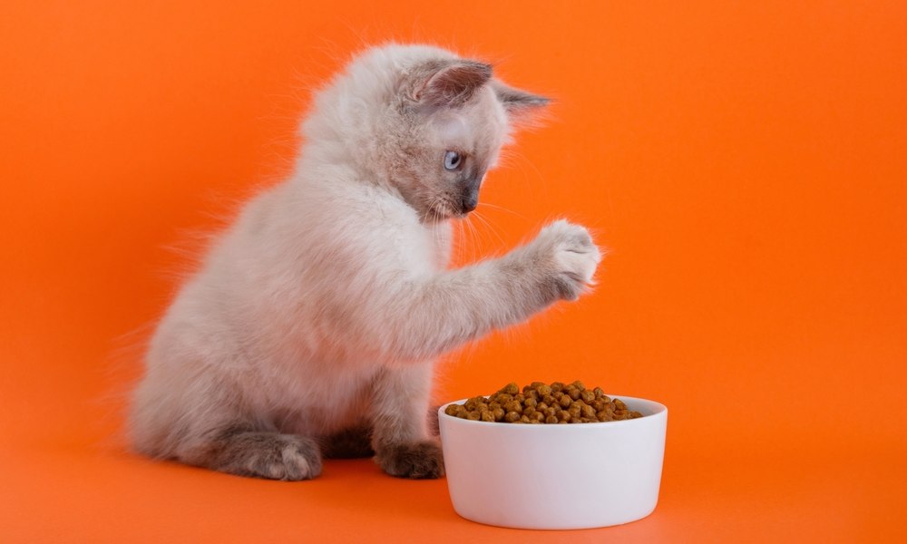 Un chaton siamois blanc et noir avec les yeux bleus est assit devant une gamelle remplie d'une croquette. Le chat lève la patte droite et la regarde. La gamelle blanche à des croquettes qui débordent. Le fond est totalement orange.