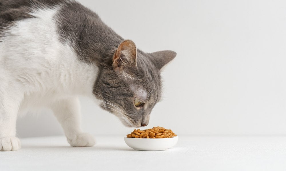 Un félin blanc et gris sent des croquettes pour chat bio qui sont dans un bol blanc. Le fond est blanc.