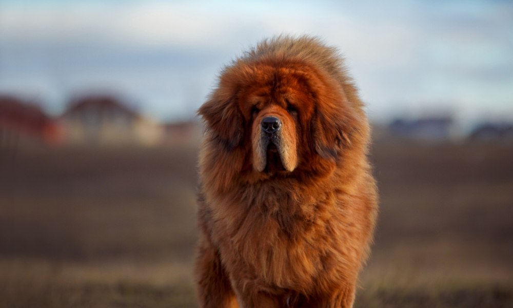 Dogue du Tibet roux au regard perçant debout de face dans un paysage de steppe au crépuscule avec sa crinière de lion caractéristique