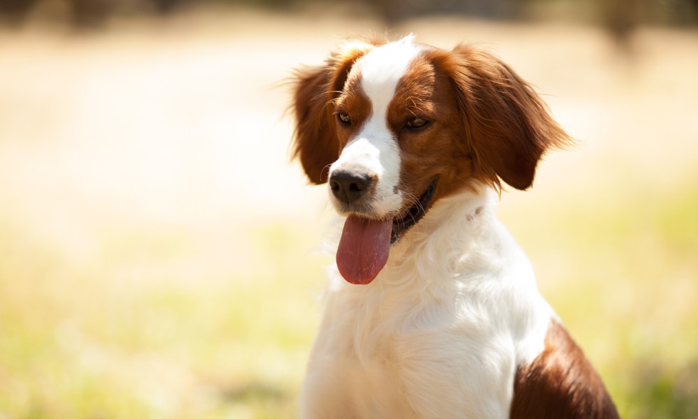 Un chien epagneul breton bicolore, chocolat et blanc est au centre de l'image. Le chien tire la langue. Le fond est flou.
