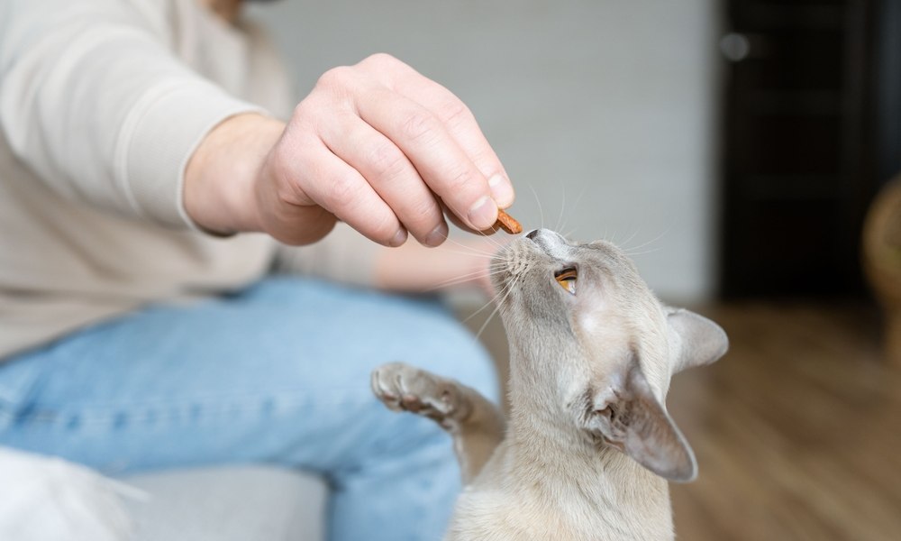 Un félin mange une friandise pour chat donné par son maître au dessus de lui. Le chat sent la friandise et lève la pâte droite. Le fond est flou mais on voit le corps de l'homme en jean et pull gris. On voit aussi un parquet.